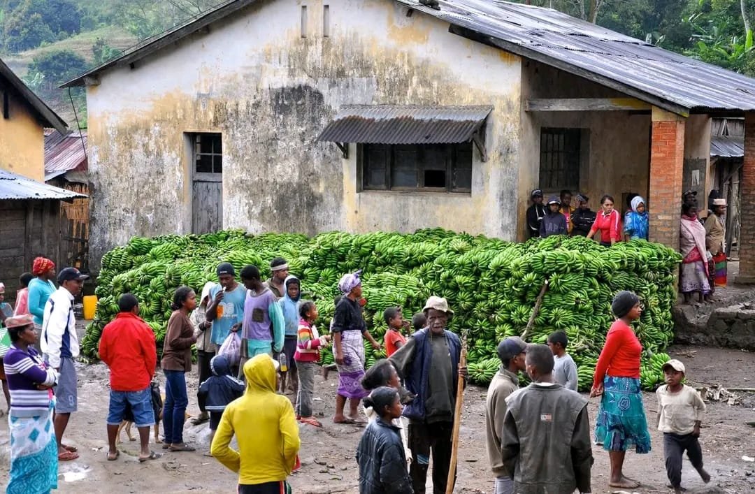 Collecte de banane verte