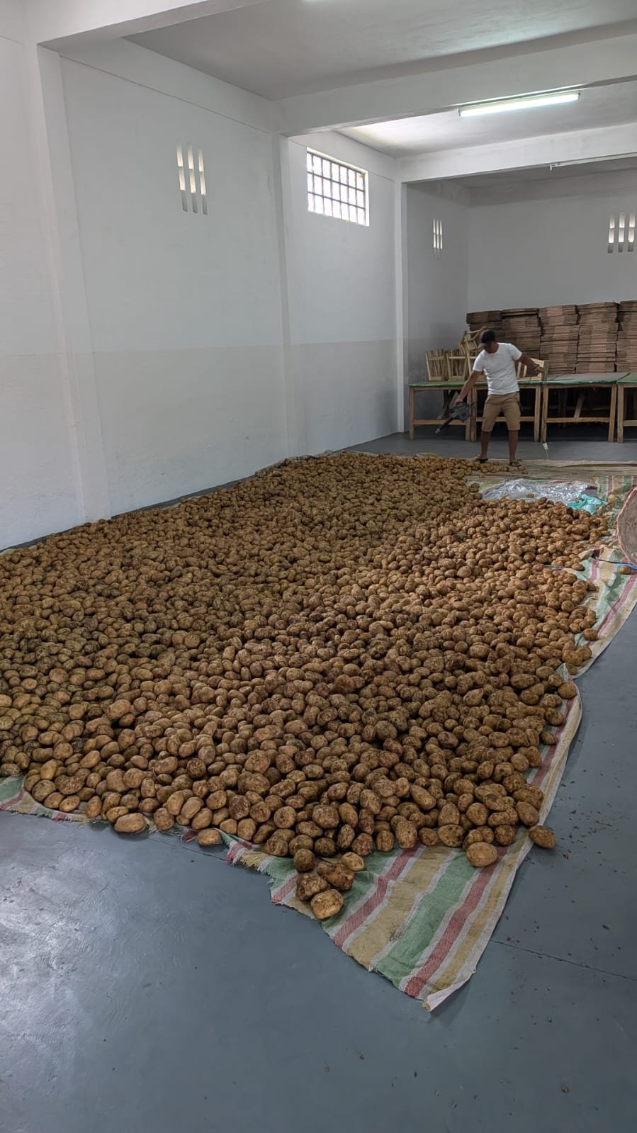 Séchage Pomme de terre